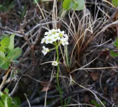 Richardson's bittercress thumbnail 4