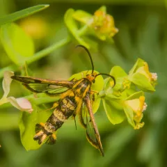 cypress spurge clearwing thumbnail 3