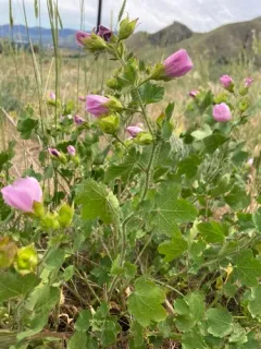 longsepal globemallow thumbnail 2