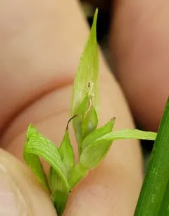 Back's sedge thumbnail 3