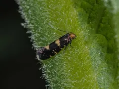 Raspberry Moth thumbnail 2