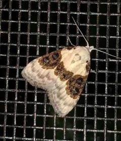 Sharp-blotched Nola Moth thumbnail 3