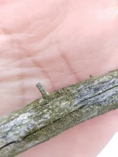 English Puckered Pin thumbnail 3