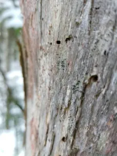 Yellow Collar Stubble Lichen thumbnail 2