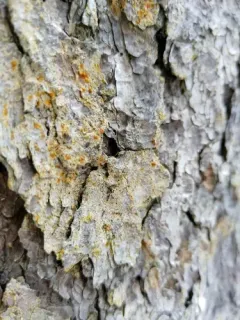 Chaenotheca ferruginea thumbnail 2