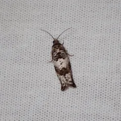 Willow-and-poplar Leafroller thumbnail 1