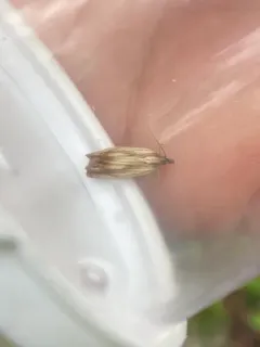 Eucosma radiatana thumbnail 2