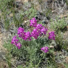 wyoming locoweed thumbnail 3