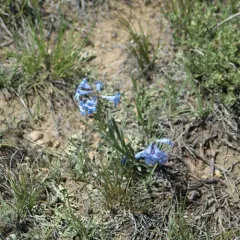 Broadbeard Beardtongue thumbnail 2