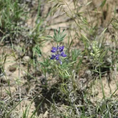 Rusty lupine thumbnail 3