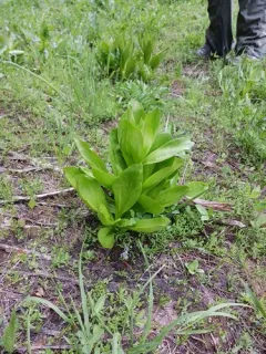 Umpqua green-gentian thumbnail 3