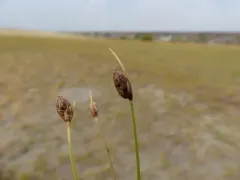 Nevada bulrush thumbnail 4