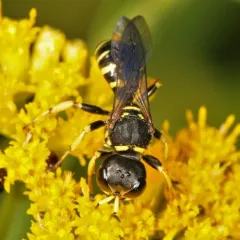 Ectemnius arcuatus thumbnail 4