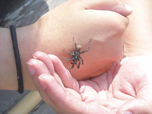 Antrodiaetus occultus