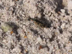 Coppery Tiger Beetle thumbnail 2