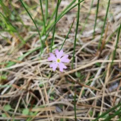 Greenland Primrose thumbnail 4