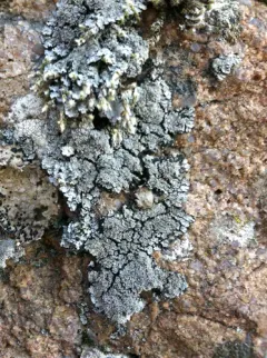 Coral-rimmed Shingle Lichen thumbnail 3