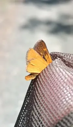 Rural Skipper thumbnail 2