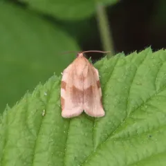Broken-banded Leafroller Moth thumbnail 4