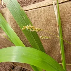 California sweet grass thumbnail 3