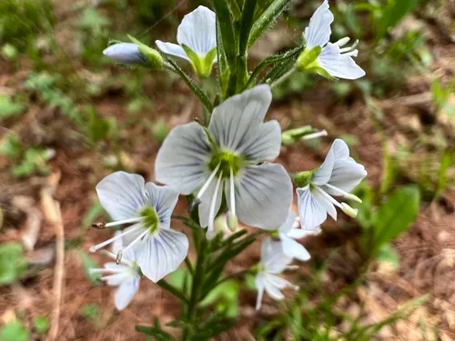 Gentian Speedwell