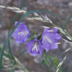 Peach-leaved Bellflower thumbnail 4