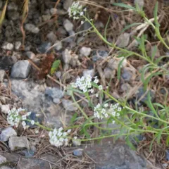 sweet alyssum thumbnail 4