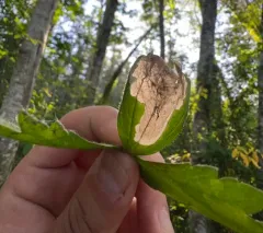 Buttercup-miner Sawfly thumbnail 4