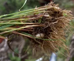 onion grass thumbnail 1