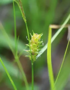 button sedge thumbnail 3