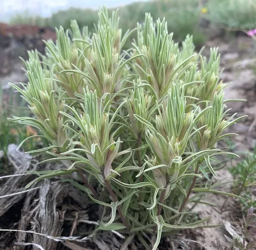 pale paintbrush