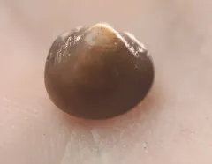 Swamp Fingernailclam thumbnail 3