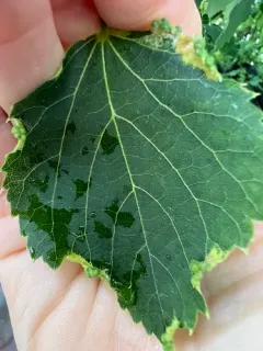 Phytoptus tetratrichus thumbnail 1