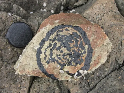 Ralfsia pacifica