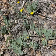 western hawkweed thumbnail 4