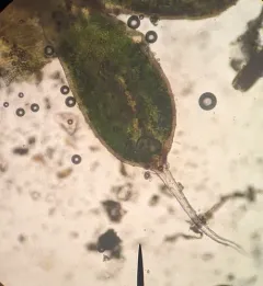 Aloina bifrons thumbnail 3