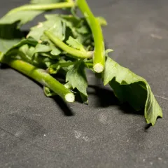 Cutleaf Thelypody thumbnail 4