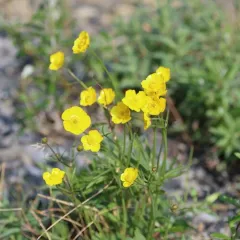 Turner's Buttercup thumbnail 2