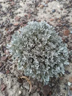 Torrey's milkvetch thumbnail 3