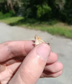 Columbian Skipper thumbnail 2