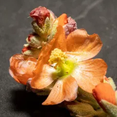 Munro's Globemallow thumbnail 2