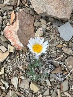 Cutleaf Daisy thumbnail 1