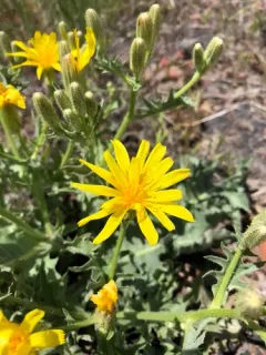 Baker's hawksbeard thumbnail 2