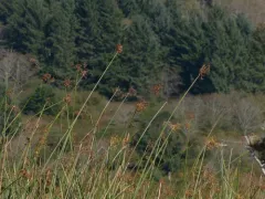 California bulrush thumbnail 2