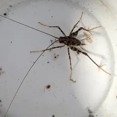 Japanese Camel Cricket thumbnail 3