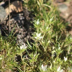 Hooker's sandwort thumbnail 3