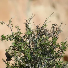 Alderleaf Mountain Mahogany thumbnail 3