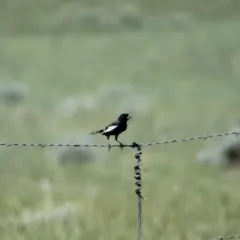 Lark Bunting thumbnail 2