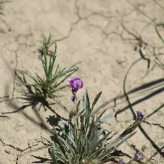 Tufted Milkvetch thumbnail 2