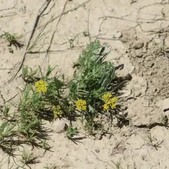 leafy wildparsley thumbnail 4